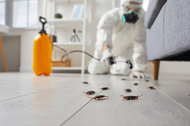 Commercial Rodent Management in Crestwood